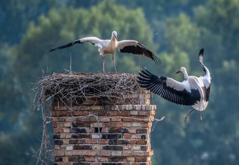 Expert Chimney Animal Removal in Beverly Hills, CA Professional Chimney Animal Removal Services in Beverly Hills, California
