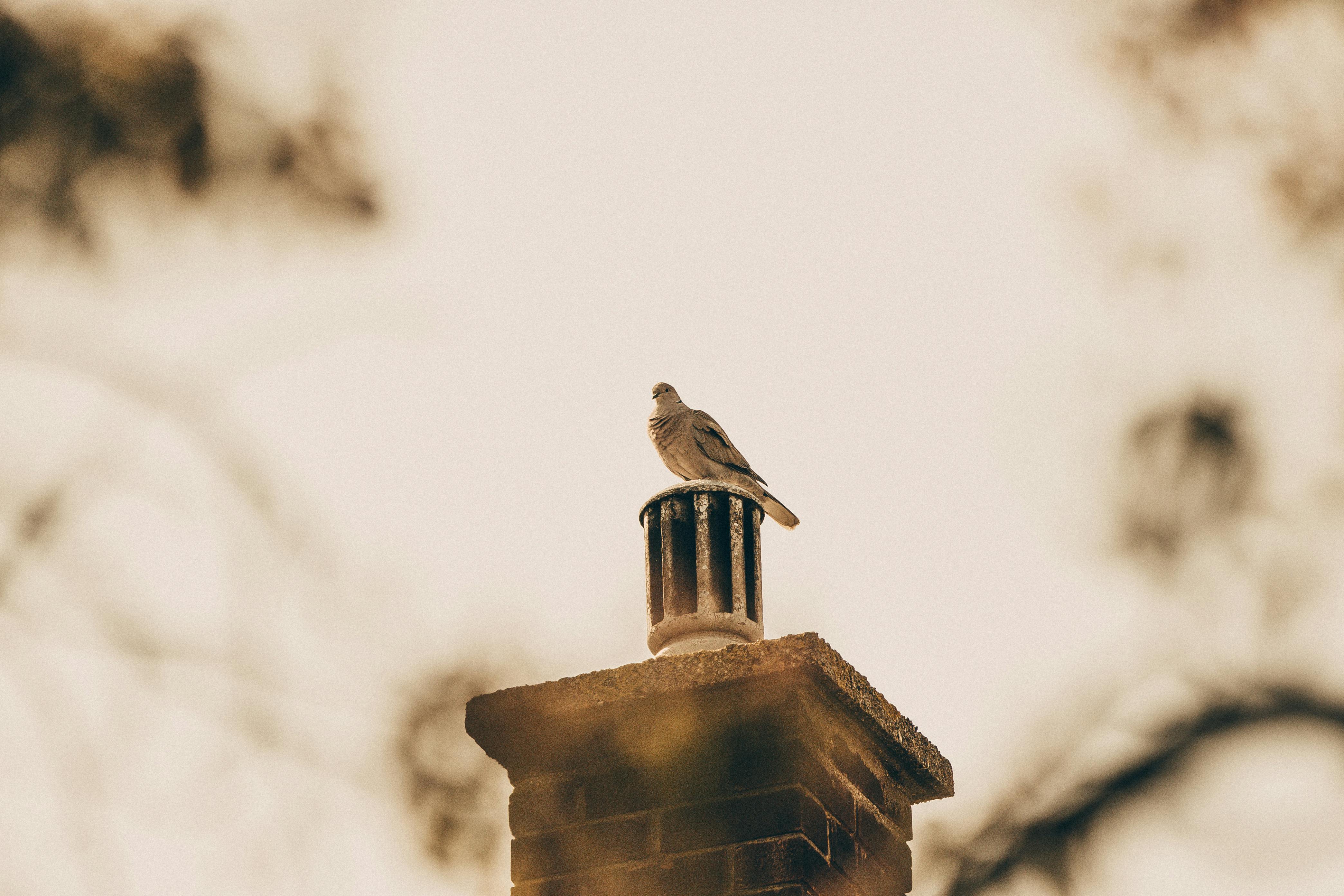 Quality Chimney Caps and Dampers Installation in Beverly Hills, CA Professional Chimney Cap and Damper In Beverly Hills California
